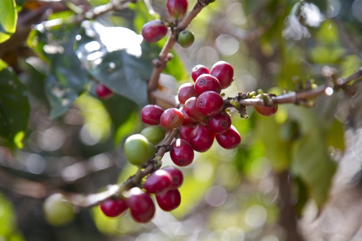 Ripe coffee cherries